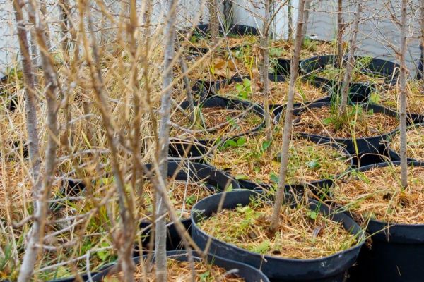 Сбережем лес вместе